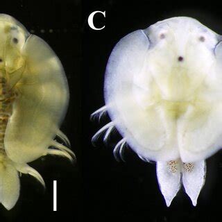 Argulus Coregoni From Tochigi Prefecture Japan Male A And Female