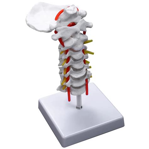 V Rtebra Cervical Arteria Columna Vertebral Nervios Modelo Anat Mico