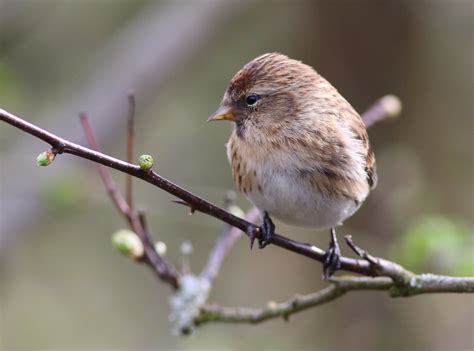 Lesser Redpoll Washington Wetlands Neil Cairns Flickr