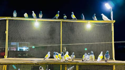 Aj Sub Kabootar Bhr Nikal Dia Night Training Dar Pigeons Club