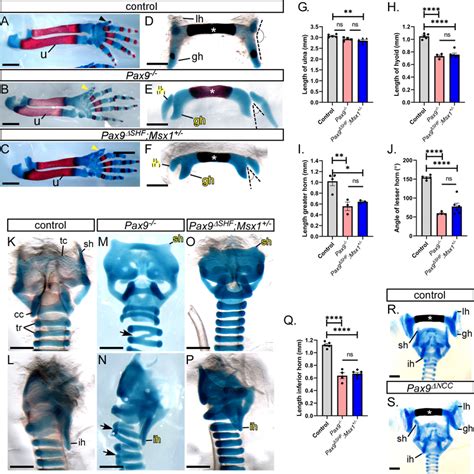 Skeletal Defects In Pax9 Mutant Mice On An Enriched Cd1 Background