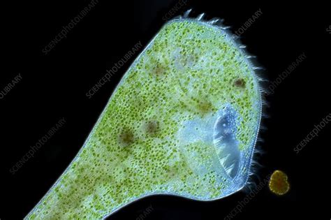 Ciliate Protozoan Light Micrograph Stock Image C0288683 Science