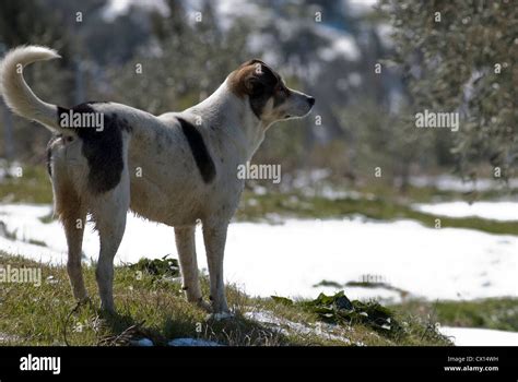 Owalo Design Griechische Hunde Mischlinge