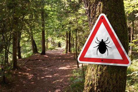 3 New England States Are In The Top 10 For Ticks