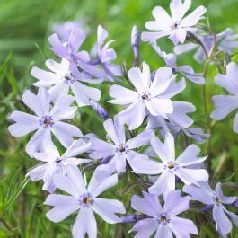 Buy Phlox Subulata Emerald Cushion Blue Affordable Gardens You Co Uk