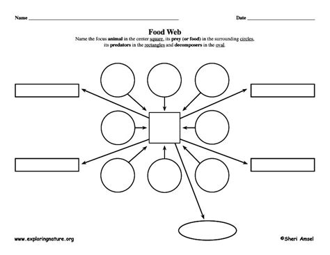 Food Web Graphic Organizer