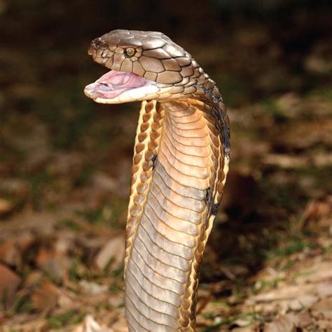 King Cobra Snake Fight