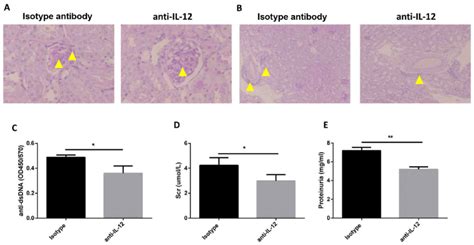 Anti Il Antibody Alleviates Lupus Nephritis In Mrl Mpj Fas Lpr Mice