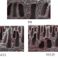 Sem Micrographs From Cross Sectional Area Of Psf Cns Membranes