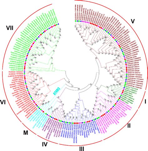 Phylogenetic Analysis Of Sdgs In D Catenatum P Equestris