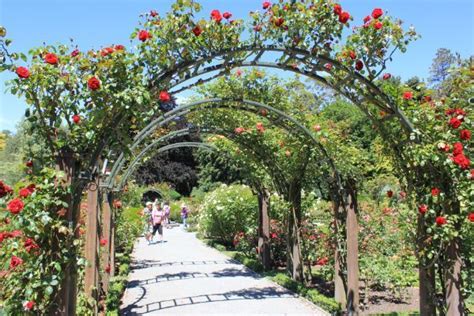 Rose Garden - Botanic Gardens Christchurch in 2024 | Christchurch ...