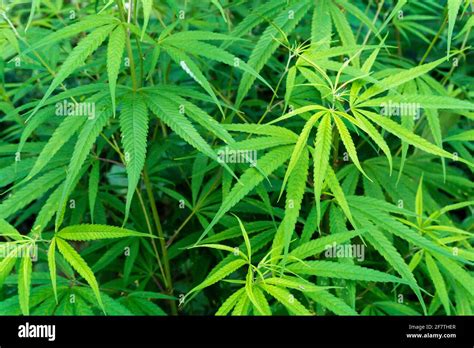 Bhang Plant Hi Res Stock Photography And Images Alamy