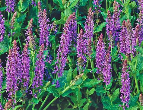 Salvia May Night Hahira Nursery Georgia Garden