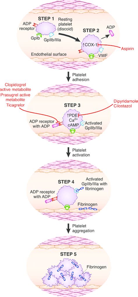 Steps In Platelet Activation And Aggregation And Sites Of Action Of