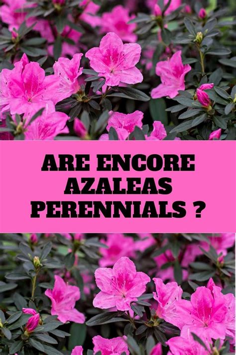 Are Encore Azaleas Perennials A Guide To Growing And Caring For These