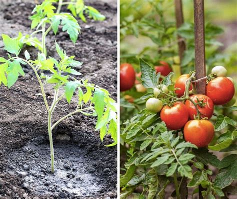 9 Tomato Plant Growing Mistakes Do You Make Them