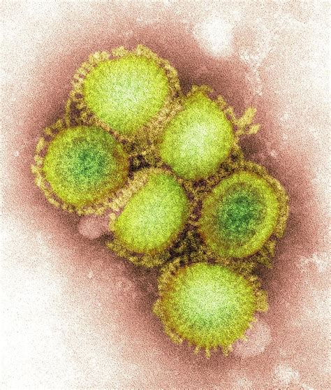 2009 H1n1 Swine Flu Virus Tem Photograph By Cdc Fine Art America