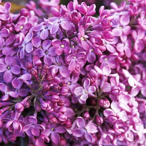 Lilac Old Glory Thetreefarm