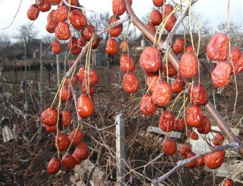 Унаби китайский финик: посадка и уход, сорта