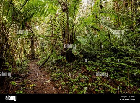 Ecuador Rainforest Green Nature Hiking Trail Path In Tropical Jungle