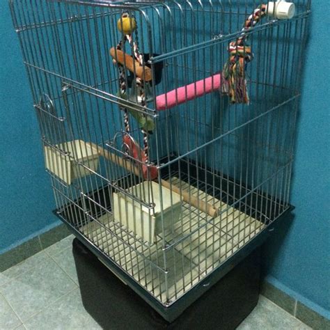 Parrot Cage, Pet Supplies, Homes & Other Pet Accessories on Carousell