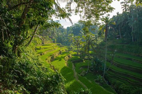 Ubud Bali Scenery Wallpaper