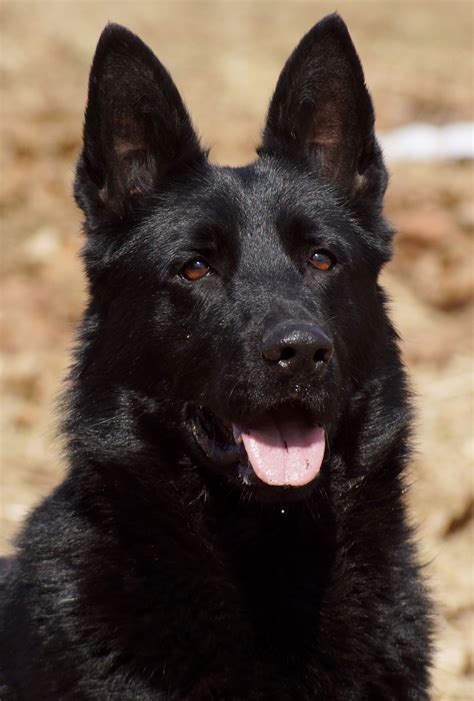 Black Beauty. Black Shepherd, Black German Shepherd Dog, German ...