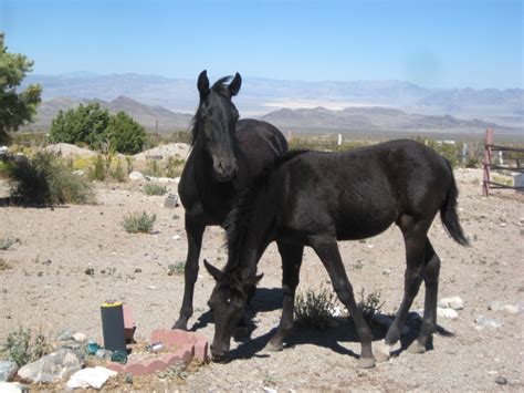 Wordless Wednesday Mustang Horses of Nevada Las Vegas area