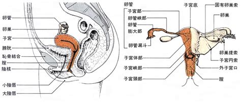 性器 セイキ とは？ 意味や使い方 コトバンク