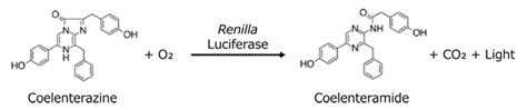 Luc Pair™ Duo Luciferase Hs Assay Kit（高感度） デュアル（ホタル Firefly ウミシイタケ