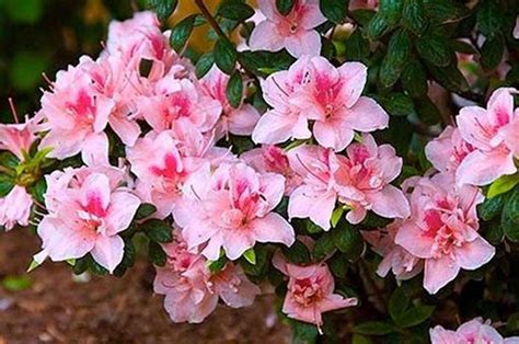 Encore Azaleas | Dwarf Encore Azaleas - PlantingTree