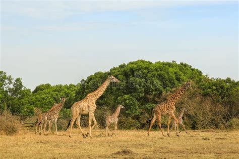 Two Giraffes in the Savannah Stock Photo - Image of nature, watching: 104765040