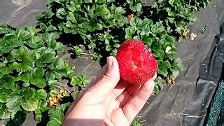 Клубника Магнус: отзывы, описание сорта, фото, видео, отзывы ...