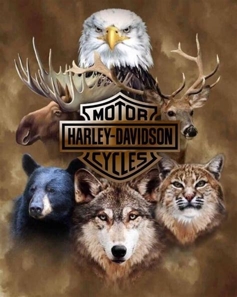 Pin By Floky On Design Harley Davidson Harley Davidson Art Harley