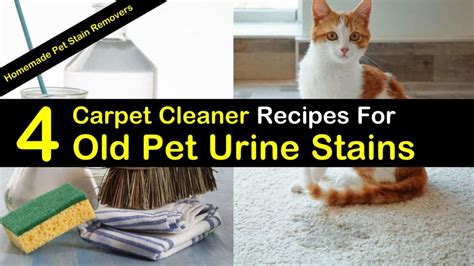 Removal Of Old Pet Urine Stains In Carpet | www.resnooze.com