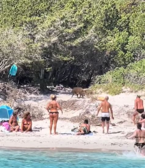 Slobodna Dalmacija Opći kaos na plaži divlje svinje nasrnule na