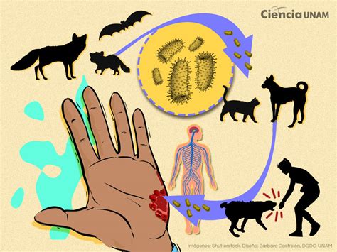 Peligro de propagación de Rabia Humana