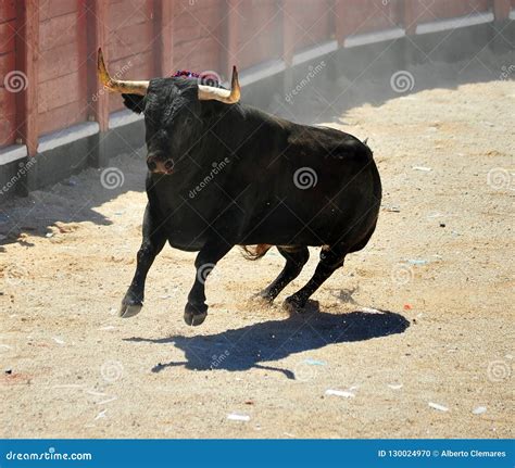 Spanish fighting bull stock photo. Image of bullfight - 130024970