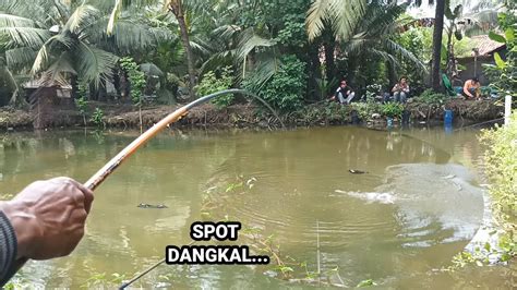 Mancing Mania Memncing Ikan Nila Di Spot Dangkal Fishing Videos