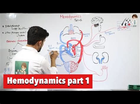 Hemodynamics Part 1 Physiology 51 YouTube