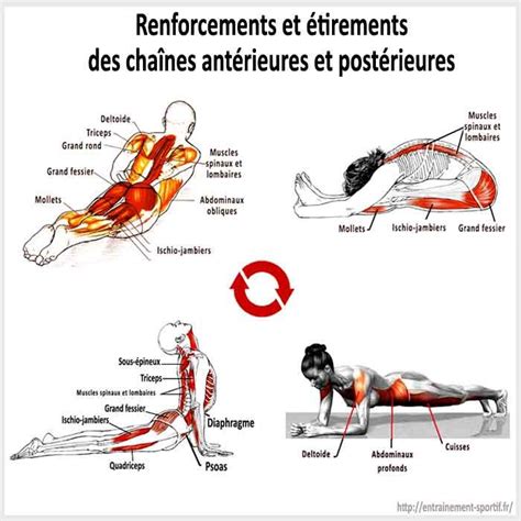 Exercice Dos Sans Mat Riel Et Programme Complet Muscler Le Dos