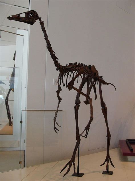 10 Facts About Ornithomimus, the "Bird Mimic" Dinosaur