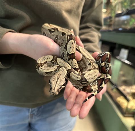 Boa constrictor constrictor 'Iquitos' Female #3-Iquitos boa