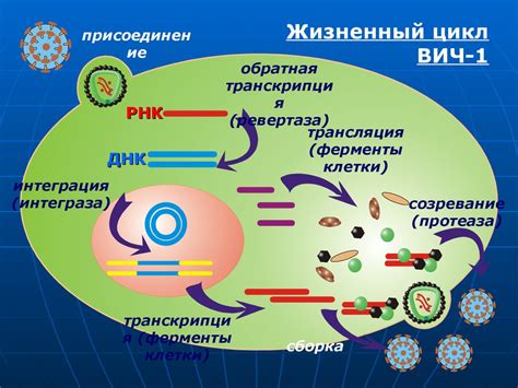Ретровирусы. Вирус иммунодефицита человека - презентация онлайн
