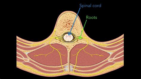 Spinal Nerves Youtube