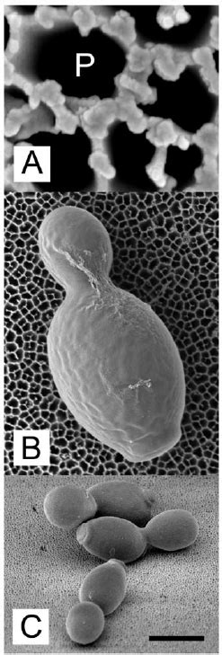 C Albicans Strain 3003 Growing On Pao And Imaged By Scanning Electron Download Scientific