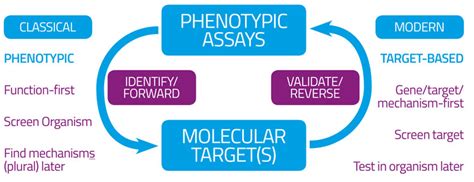 The Role Of Drug Transporters In Phenotypic Screening