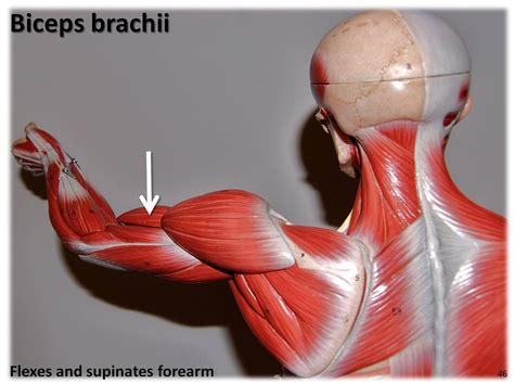 Biceps Brachii Muscles Of The Upper Extremity Visual Atl Flickr