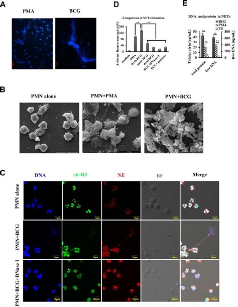 Figure 1 From BCG Induced Neutrophil Extracellular Traps Formation And