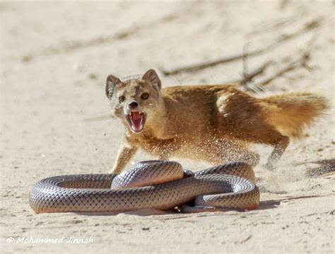 Mongoose Fighting A Snake